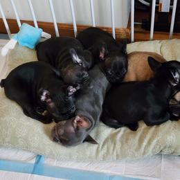 French Bulldog Puppies from Fair Oaks Frenchies