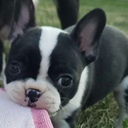 Companion Crosses from Kim's Puppies