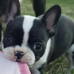 Companion Crosses from Kim's Puppies