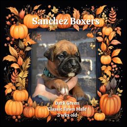 Dark Green - Fawn male Boxer puppy in Spring, Texas from Sanchez Boxers