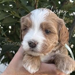 Sharpay - Red female Bernedoodle puppy in Saratoga Springs, Utah from Saratoga Springs Doodles