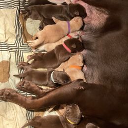 Dilute Retriever and Labrador Retriever Puppies from Moran’s Lab’s