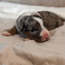Zara - Blue merle female Australian Shepherd puppy in Polk City, Florida from Skaky Shepherds