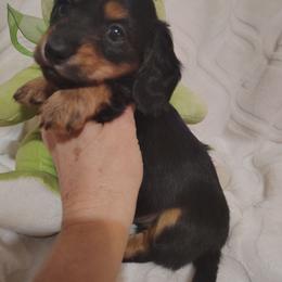 Puppy 2 - Black and tan male Dachshund puppy in Clayton, Indiana from Love Struck Miniature Dachshunds