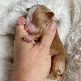Boy 5 - Red male Bernedoodle puppy in Superior, Arizona from Mountain Bridge Doodles