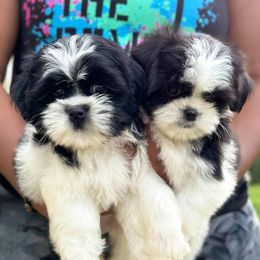 Goldendoodles, Poodles, Shihpoos, and Yorkshire Terriers from Plush Pups By Reeds