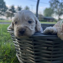 Cockapoo Puppies from East St. Poodles & Doodles
