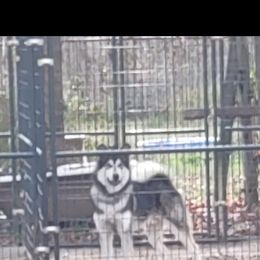 Alaskan Malamute puppies from Rockin' Maples Malamutes
