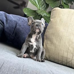 Green - Tricolors male French Bulldog puppy in Bolingbrook, Illinois from Yara the Frenchie