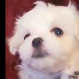 Boy 1 - White Maltese puppy in Kinder, Louisiana from Bourque Maltese