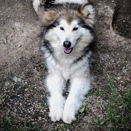 Nyssa - Alaskan Malamute