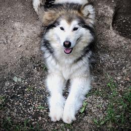 Nyssa - Alaskan Malamute