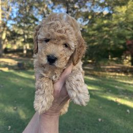 Girl 3 - female Goldendoodle puppy in Baileyton, Alabama from Edge Farm Goldendoodles
