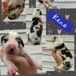 KENO - Harlequin male Great Dane puppy in Wellsville, New York from Prophecy Danes