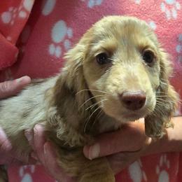 Mocha's dapple 2 - Dapple female Dachshund puppy in Lyle, Washington from Wines Wienery