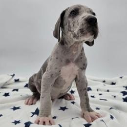 Duke - Merle male Great Dane puppy in Kannapolis, North Carolina from Carolina Great Danes & Toy Poodles