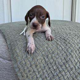 White Girl - Liver and white female German Shorthaired Pointer puppy in Nampa, Idaho from Heart Mountain Cavaliers & Floating Feathers Kennel