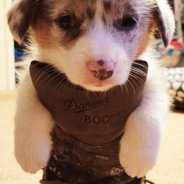 American Corgi and Pembroke Welsh Corgi Puppies from DnD Corgis