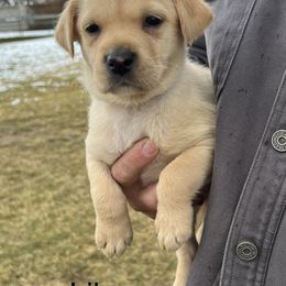Labrador Retriever Puppies from Dutson Labs