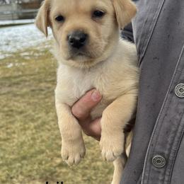 Labrador Retriever Puppies from Dutson Labs