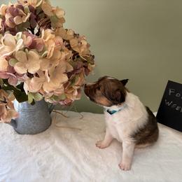 Biscotti - Sable and white male Shetland Sheepdog puppy in Chambersburg, Pennsylvania from Clark Kennel Shelties