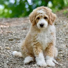 Yellow boy - Red male Bernedoodle puppy in Waukesha, Wisconsin from Bernedoodle Boutique (and Cavapoos)