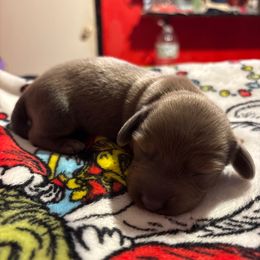 Boy 1 - Red male Dachshund puppy in San Antonio, Texas from Corazon Mio Dachshunds