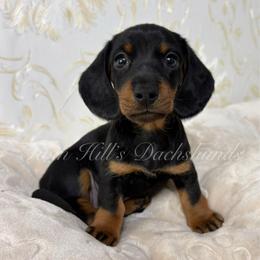 Girl 2 - Black and tan female Dachshund puppy in Jonesboro, Illinois from Twin Hills Dachshunds