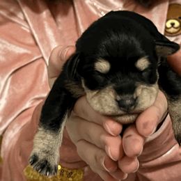 Miniature Schnauzer Puppies from Front Runner Miniature Schnauzers