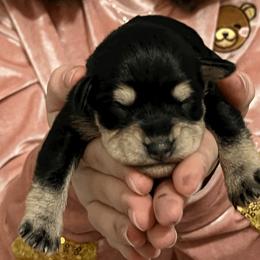 Miniature Schnauzer Puppies from Front Runner Miniature Schnauzers