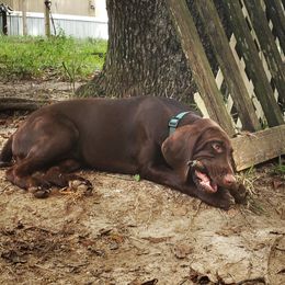 Argo - Liver male German Shorthaired Pointer puppy in Ashford, Alabama from Gosha & Nusha Kennel