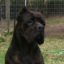 Envy - Cane Corso