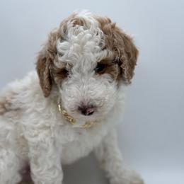Versace - Parti Poodle puppy in New Jersey from Lavishly Loved Pets LLC
