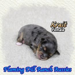 Krait - Blue merle female Toy Australian Shepherd puppy in Forestburg, Texas from Flaming Dill Ranch Aussies