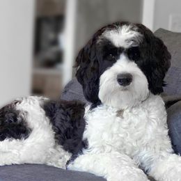 Capri - Portuguese Water Dog