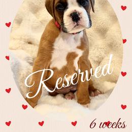 Marilyn - Fawn female Boxer puppy in Brownsville, Oregon from Vincent's Pride Boxers ~ Dudley's Dream Boxers