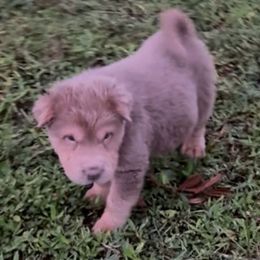 Gronkowski - Isabella dilute male Chinese Shar-Pei puppy in Florida from Beachside Kennels