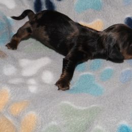 Dachshund Puppies from Dachshund Delight
