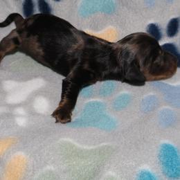 Dachshund Puppies from Dachshund Delight
