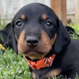 Dachshunds from Tracking Idaho Hazel
