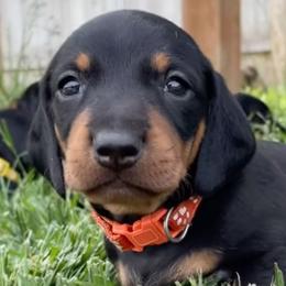 Dachshunds from Tracking Idaho Hazel