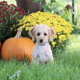 Boy 2 - male Poodle puppy in Green Forest, Arkansas from Horseshoe Drive Kennel