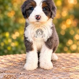 Stella - Tri-color female Bernedoodle puppy in Greenville, Texas from Doodles of Promise