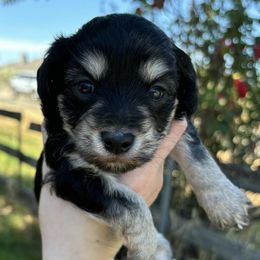 Maltipoos from Honeys Maltipoo’s