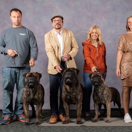 Bullmastiff Puppies from Amulet Bullmastiffs