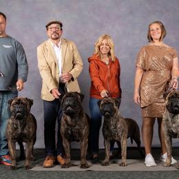 Bullmastiff Puppies from Amulet Bullmastiffs