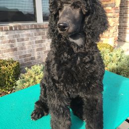 Poodle Puppies from LaFleur Poodles