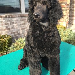 Poodle Puppies from LaFleur Poodles