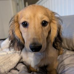 Copper - Dachshund