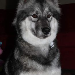 Siberian Huskies from DarkSideK9's